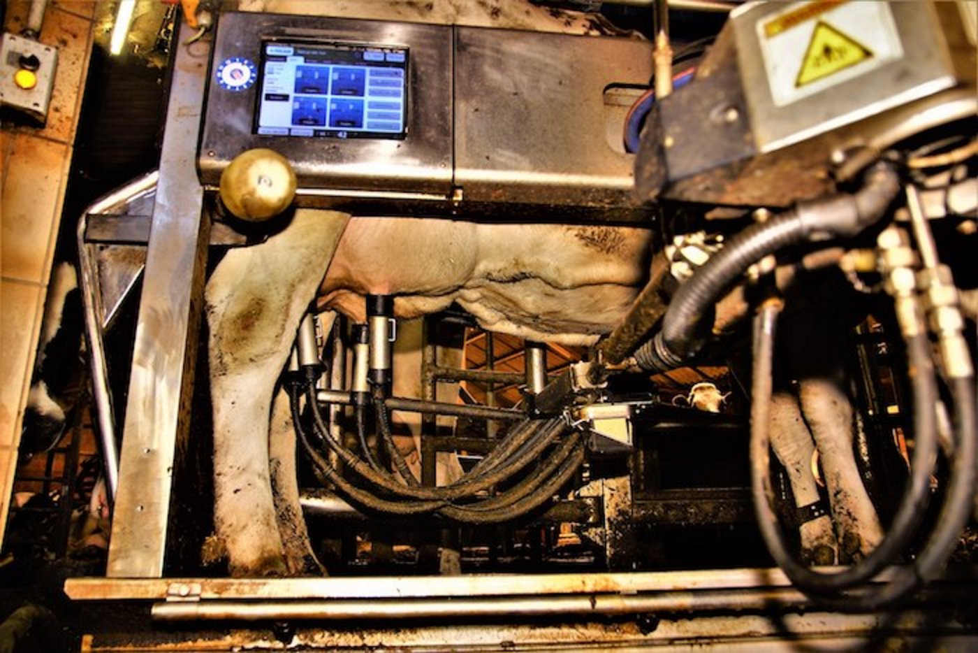 Melken: Melkroboter von De Laval aus dem 21. Jahrhundert. (Bild Wikimedia)