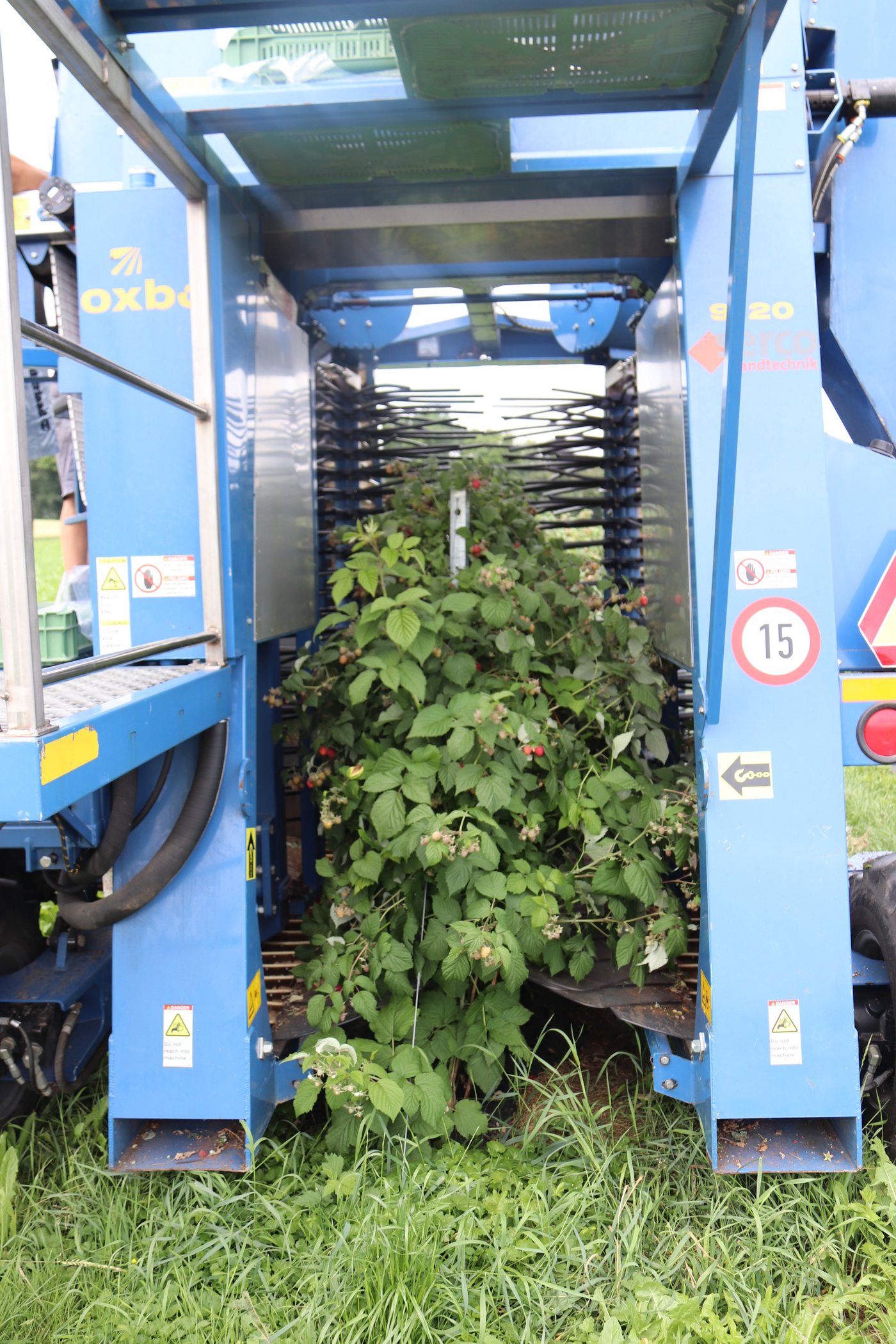 Zwei spezielle mit Kunststoffstäben bestickte vertikale Walzen sorgen mit einer Rüttelbewegung dafür, dass sich die reifen Beeren lösen und danach aufgefangen werden.