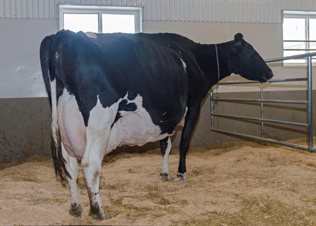 Die bekannte Ausstellungskuh Lovhill Goldwyn Katrisha steht bei Milksource. Sie gewann 2015 den Grand Championtitel bei der Holsteinschau in Madison. (Bild) Konrad Lustenberger