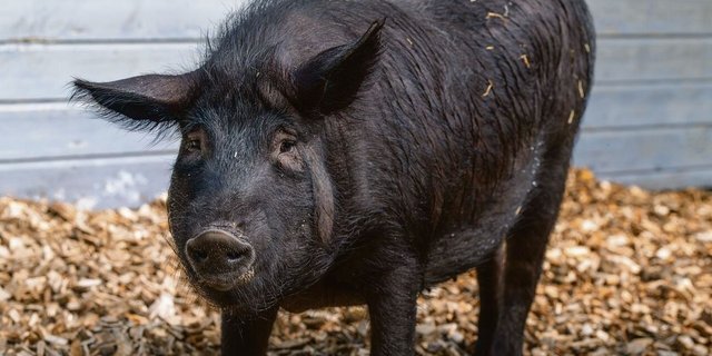 Markenzeichen des Alpenscheins: dunkle Haut und schwarze Borsten.