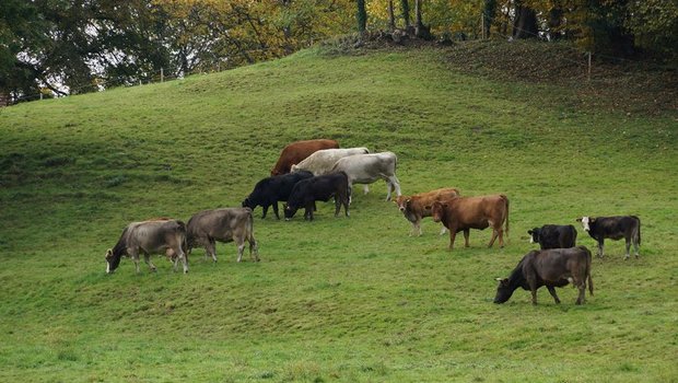 Weltweit ist die Mutterkuh-Haltung als natürliches System der Fleischproduktion beliebt. So auch in der Schweiz. (Bild BauZ)