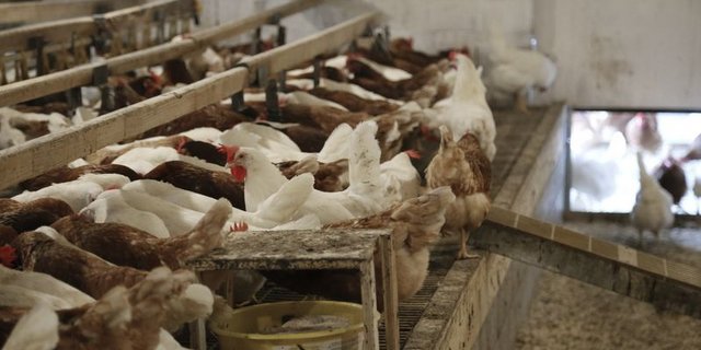 Legehennen in der Schweiz Schweizer Eier waren gefragt: Die Hennen legten über 1 Milliarde Eier. (Bild ji) 