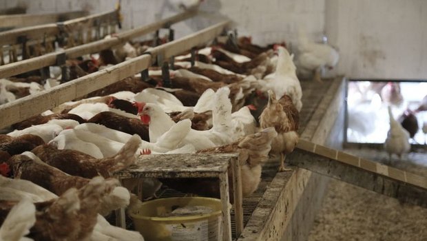 Legehennen in der Schweiz Schweizer Eier waren gefragt: Die Hennen legten über 1 Milliarde Eier. (Bild ji) 