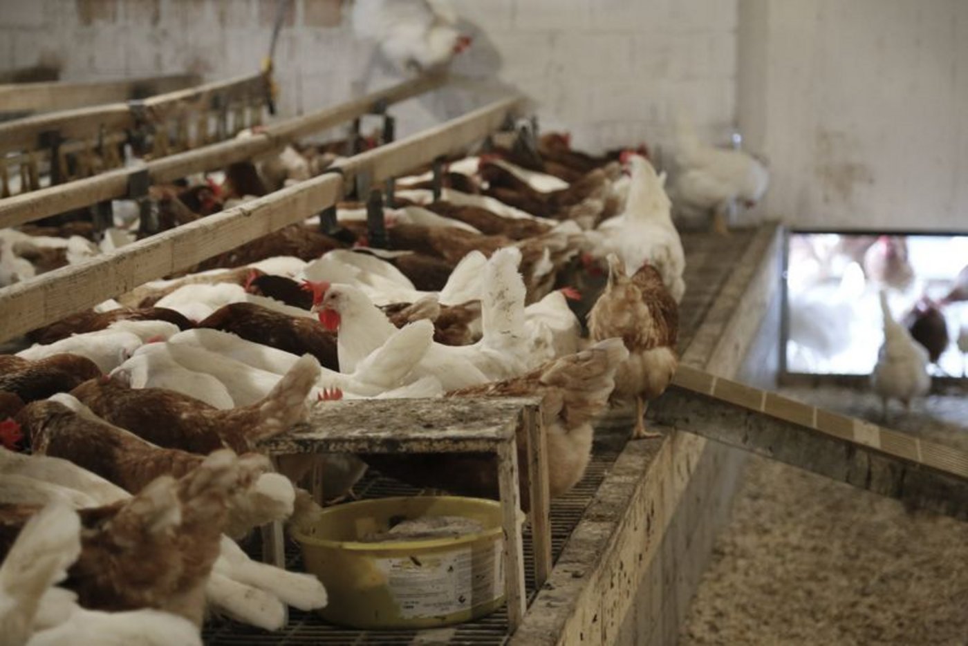 Legehennen in der Schweiz Schweizer Eier waren gefragt: Die Hennen legten über 1 Milliarde Eier. (Bild ji) 