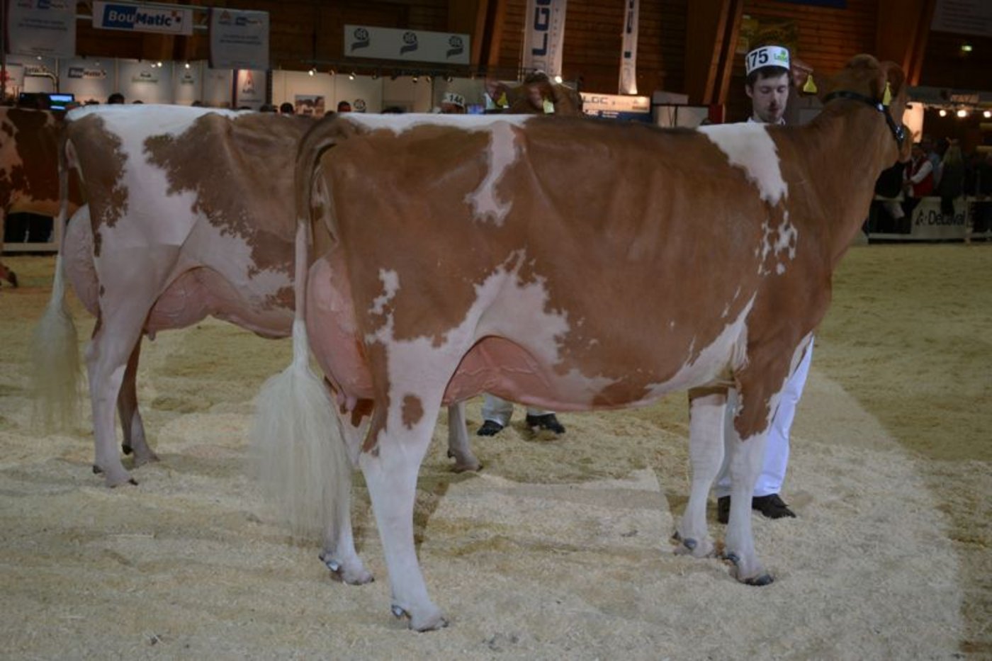Schöneuter Champion (rechts): Jowis Incas Flavia, Erich Zingre-Thomi, Grund b. Gstaad / Reserve Schöneuter Champion (links): Bopi Talent Lotanie, Pierre Oberson und Nicolas Savary, Maules