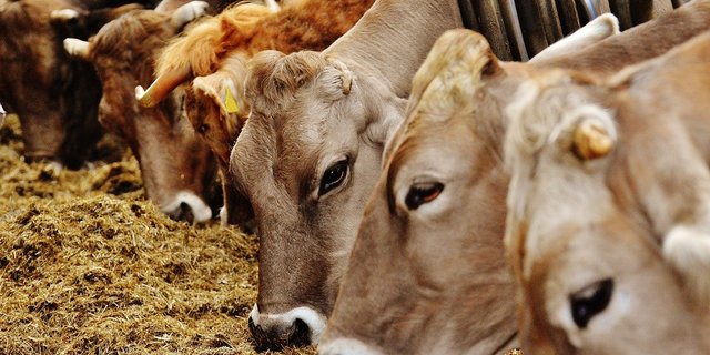 Mindestens 40 Prozent der Tierwohlkontrollen könnten künftig unangemeldet stattfinden. (Bild Pixabay)