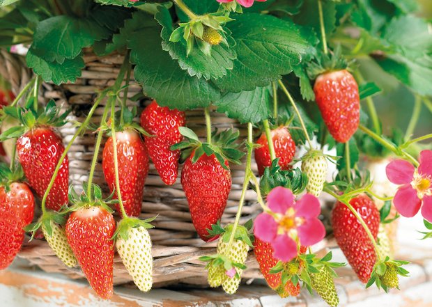 Erdbeere Merci Diese Erdbeeren wurden zum Fall fürs Bundesgericht. (Bild zVg, Häberli AG) 