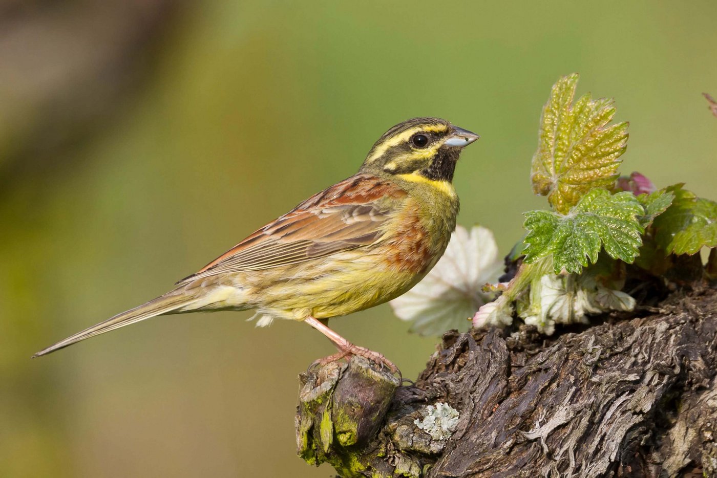 Die Zaunammer brütet in warmen Rebbergen mit Kleinstrukturen. Ihr kann mit Revitalisierungen geholfen werden. (Bild Ralph Martin)