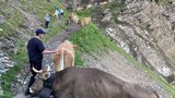 In einem 90-minütigen Fussmarsch ging es für 500 Kühe, Rinder und Ziegen auf die Engstligenalp bei Adelboden. (Bild: Peter Fankhauser)