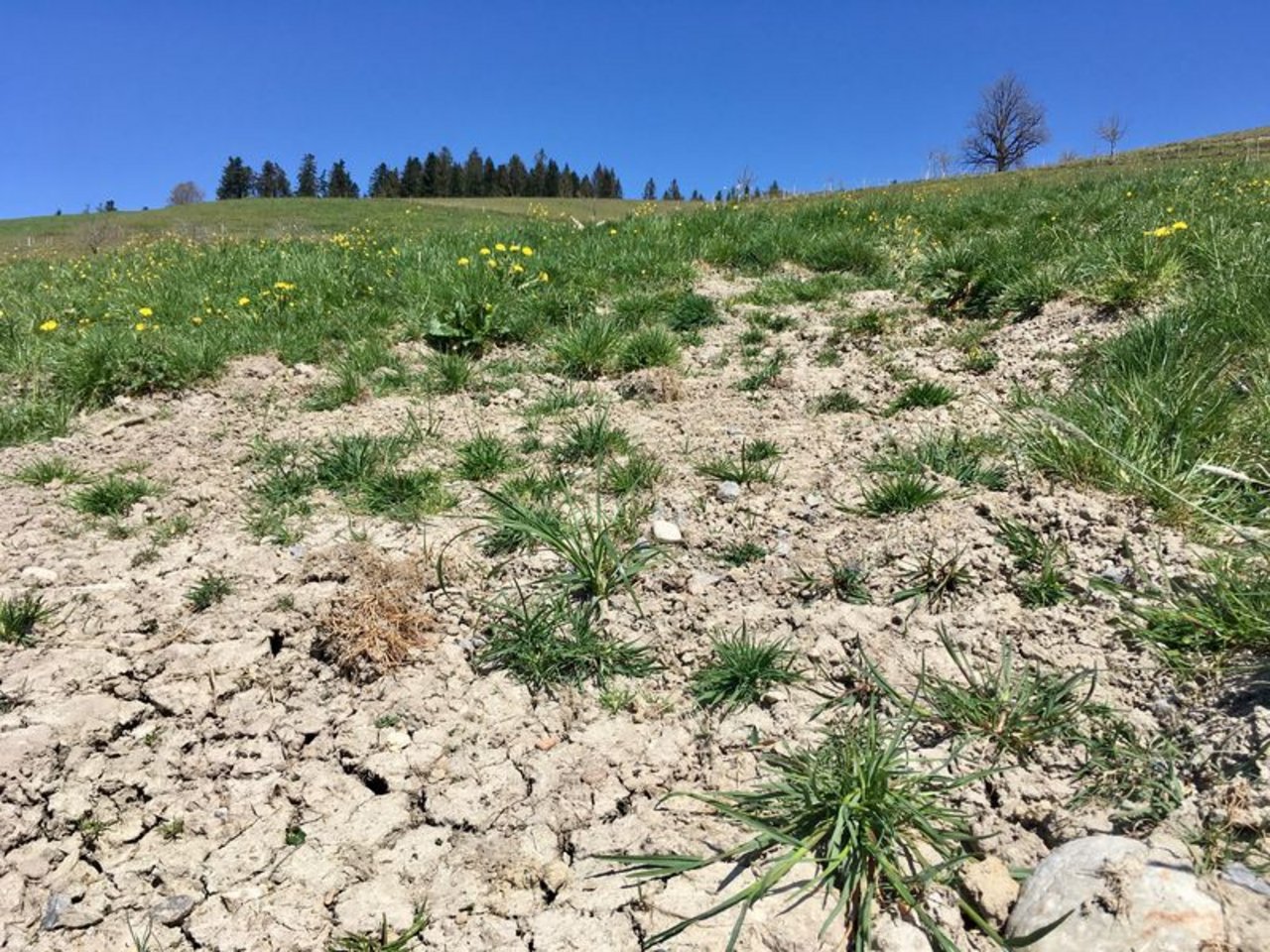 Fast überall in der Schweiz zeigt sich aktuell ein ähnliches Bild: Die oberste Bodenschicht ist stark ausgetrocknet. (Bild lid/as)