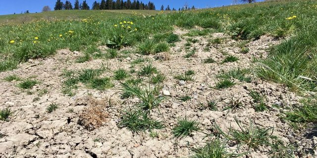 Fast überall in der Schweiz zeigt sich aktuell ein ähnliches Bild: Die oberste Bodenschicht ist stark ausgetrocknet. (Bild lid/as)