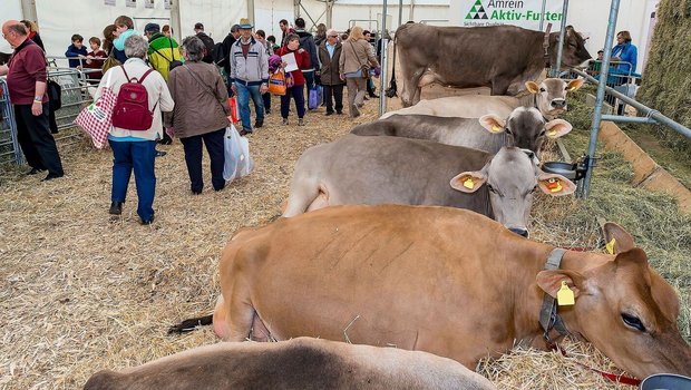 Dank Kontakten Verständnis für die Landwirtschaft fördern. Tiere und Menschen begegnen sich im Tierzelt an der Luga. 