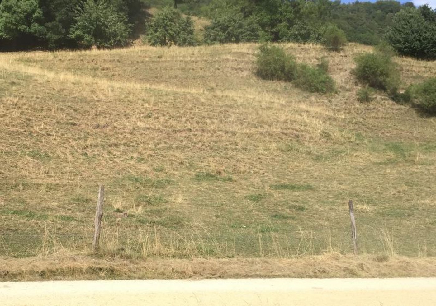 Anhaltende Hitze, kaum Regen: Vielerorts sind deshalb die Weiden braun. (Schweizer Bauernverband) 