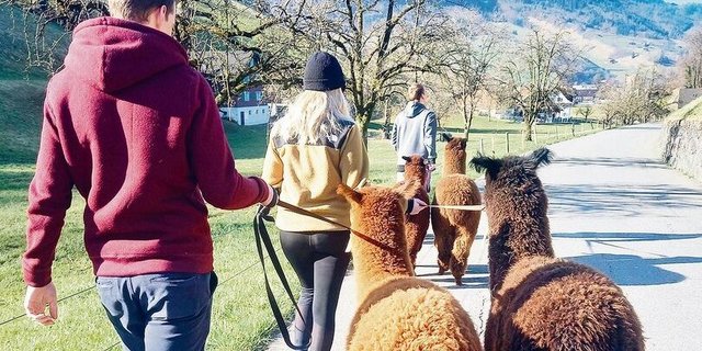 Gewinner(innen) des Nidwaldner Innovationspreises 2021. Flühlers bieten auch Spaziergänge mit Lamas an (l.). Hauptbetriebszweig sind die Legehennen. Lucia Flühler freut sich im Hühnerstall über das anlaufende Geschäft mit Ostereiern. 