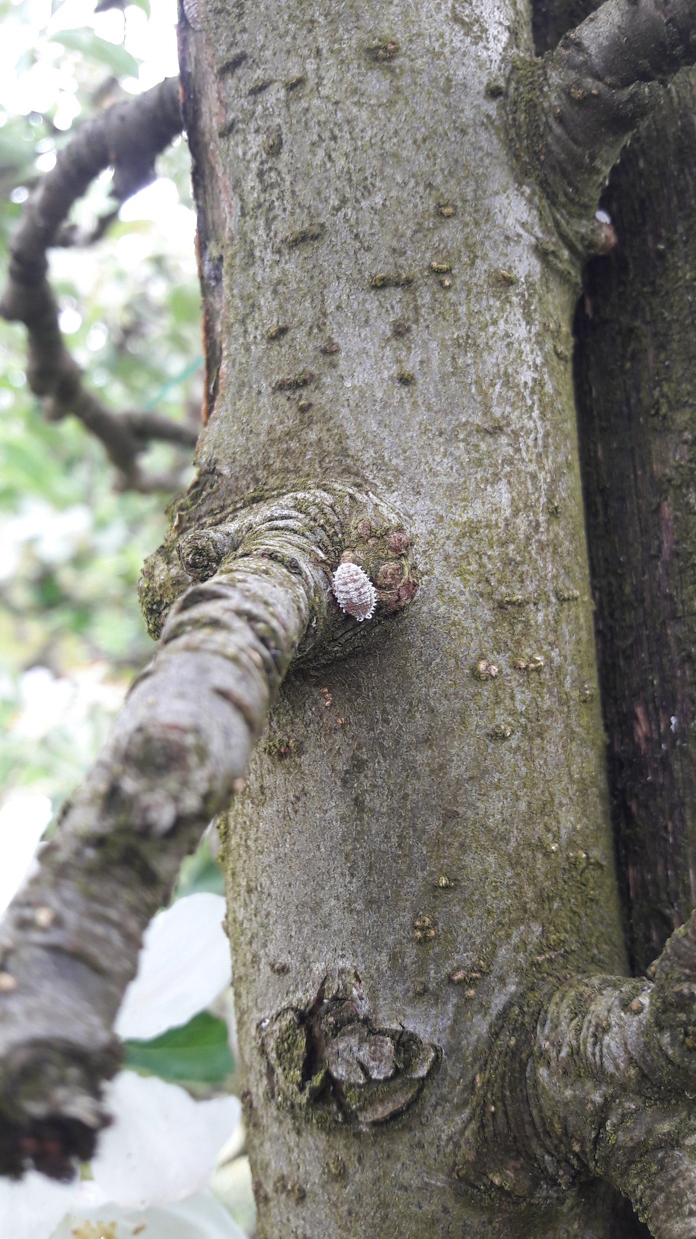 Die Ahornschmierlaus ist leicht zu verwechseln mit der Napfschildlaus oder der Blutlaus. (Bild Katja Stadler)