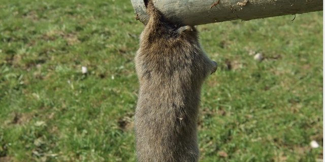 Beim Mausen sollte man auf Gift verzichten, denn es schadet anderen Tieren und ist zudem teuer. (Bild Cornel Stutz)