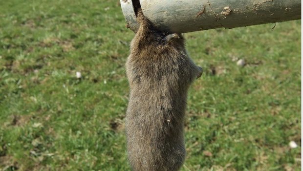 Schermäuse: Möglichkeiten für die Bekämpfung Beim Mausen sollte man auf Gift verzichten, denn es schadet anderen Tieren und ist zudem teuer. (Bild Cornel Stutz)