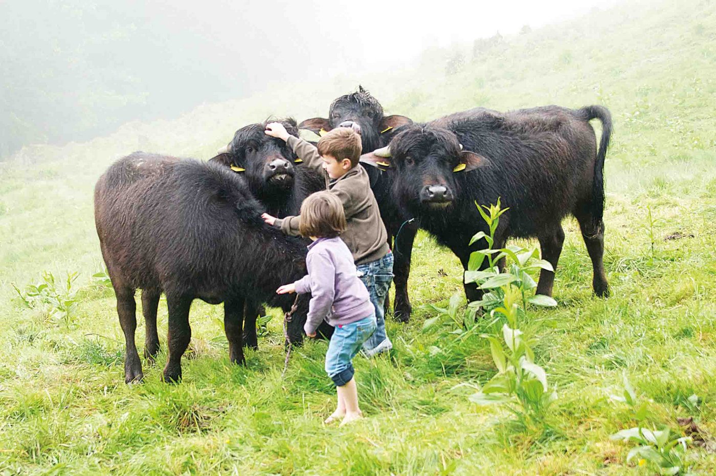 Die Wasserbüffel auf der Alp Malbun oberhalb von Buchs sind zutraulich und den Umgang mit Kindern gewohnt. (Bild Heidy Beyeler)