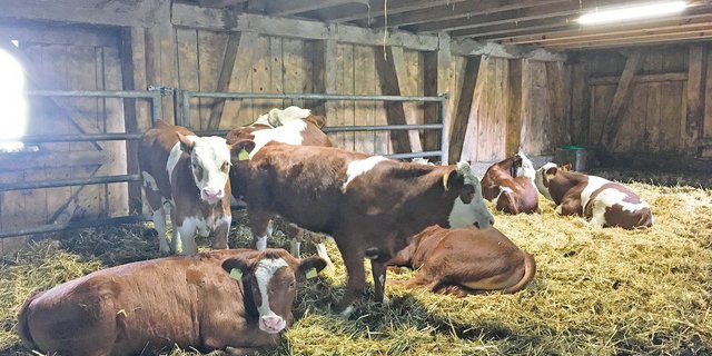 Bio-Kälber sollen vermehrt auf dem Geburtsbetrieb abgetränkt werden. Das hat den Vorteil, dass sie gesünder bleiben. (Bild André Liner)