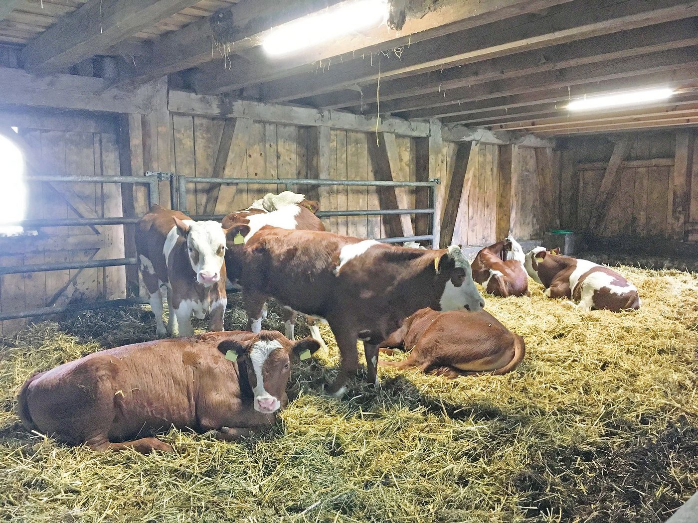 Bio-Kälber sollen vermehrt auf dem Geburtsbetrieb abgetränkt werden. Das hat den Vorteil, dass sie gesünder bleiben. (Bild André Liner)
