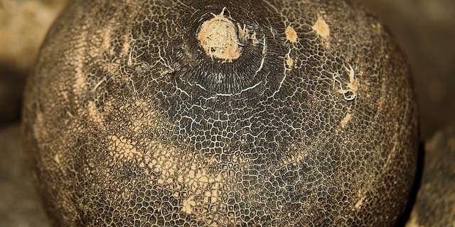 Aus Rettich der verfault entsteht Humus für die nächste Kultur. (Symbolbild pixabay)