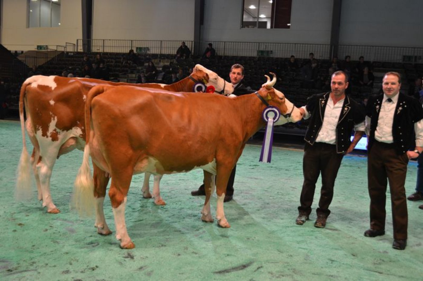 Grand Champion (vorne): Merino Ondosa, Jakob und Michael Berger, Milken / Reserve Champion: Fantast Cremona, Samuel Künzi, Blausee - Mitholz