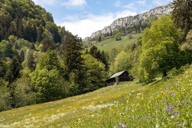 Aus Sicht des SBV ist das neue Jagdgesetz wichtig für die ganze Schweizer Landwirtschaft und keinesfalls ein «Abschussgesetz». (Bild Pixabay)