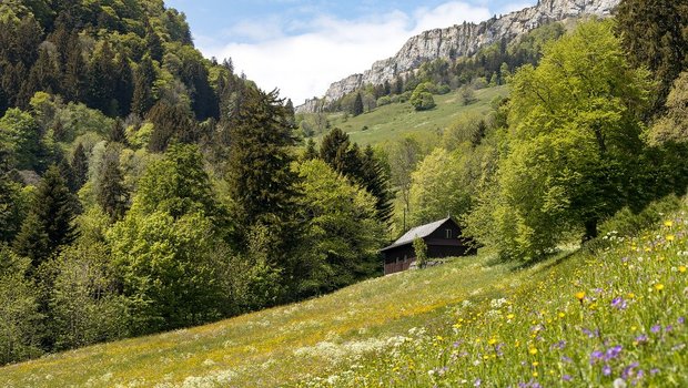 Aus Sicht des SBV ist das neue Jagdgesetz wichtig für die ganze Schweizer Landwirtschaft und keinesfalls ein «Abschussgesetz». (Bild Pixabay)