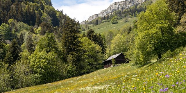 Aus Sicht des SBV ist das neue Jagdgesetz wichtig für die ganze Schweizer Landwirtschaft und keinesfalls ein «Abschussgesetz». (Bild Pixabay)