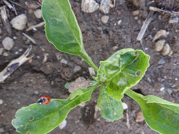 Marienkäfer helfen die Blattläuse zu dezimieren. Pro Tag kann ein Marienkäfer bis zu 150 Blattläuse fressen. (Bild Luzi Schneider)