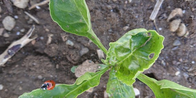 Marienkäfer helfen die Blattläuse zu dezimieren. Pro Tag kann ein Marienkäfer bis zu 150 Blattläuse fressen. (Bild Luzi Schneider)