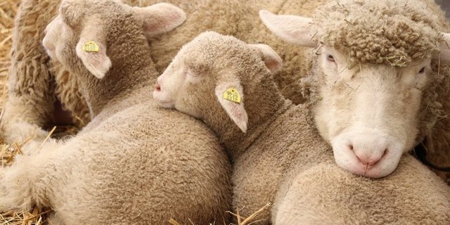 Schafe werden sowohl von Hobby- als auch professionellen Haltern geschätzt und liefern Fleisch, Milch und Wolle. (Bild rae/BauZ)