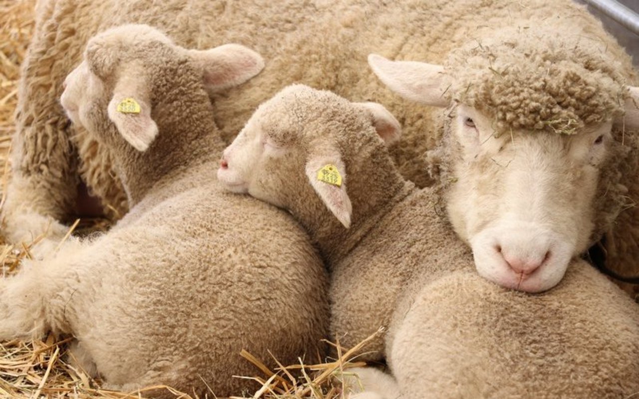 Schafe werden sowohl von Hobby- als auch professionellen Haltern geschätzt und liefern Fleisch, Milch und Wolle. (Bild rae/BauZ)