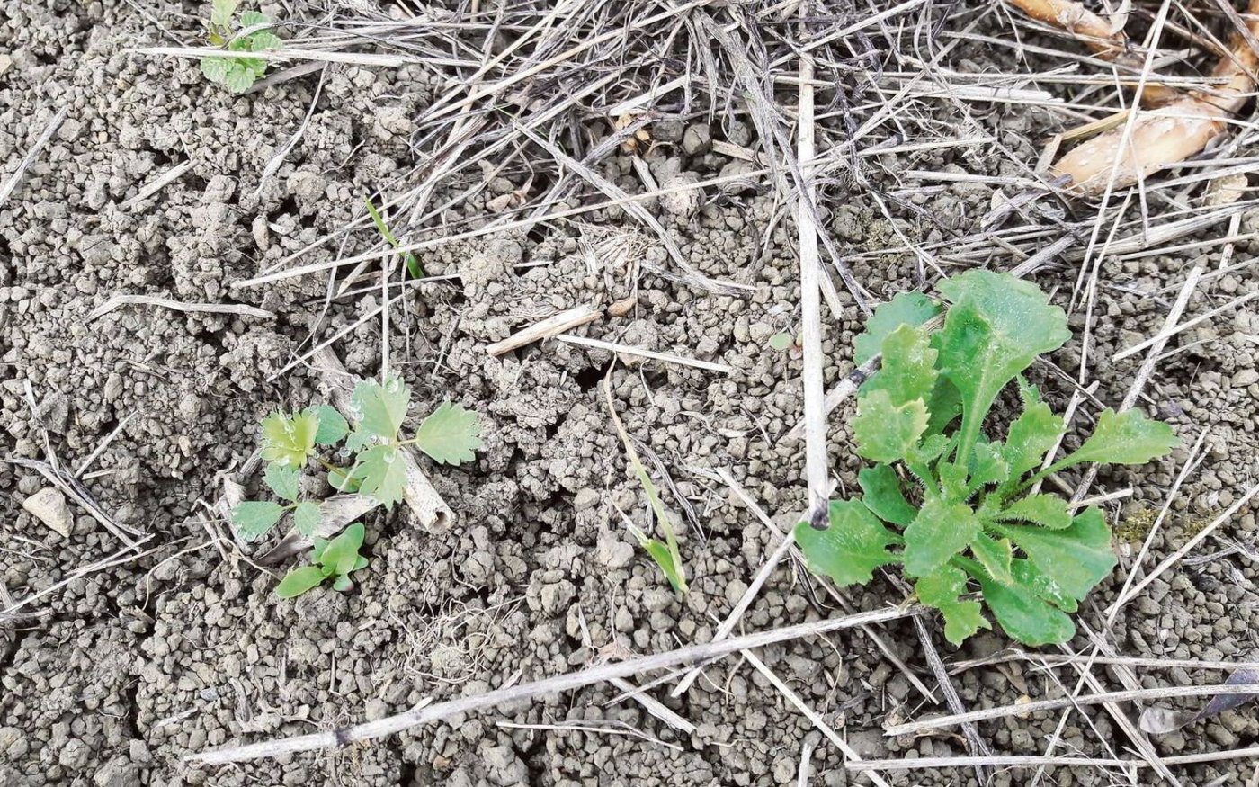 Die Keimlinge aus der Mahdgutübertragung sind lokale Ökotypen uns somit optimal an den Standort angepasst.