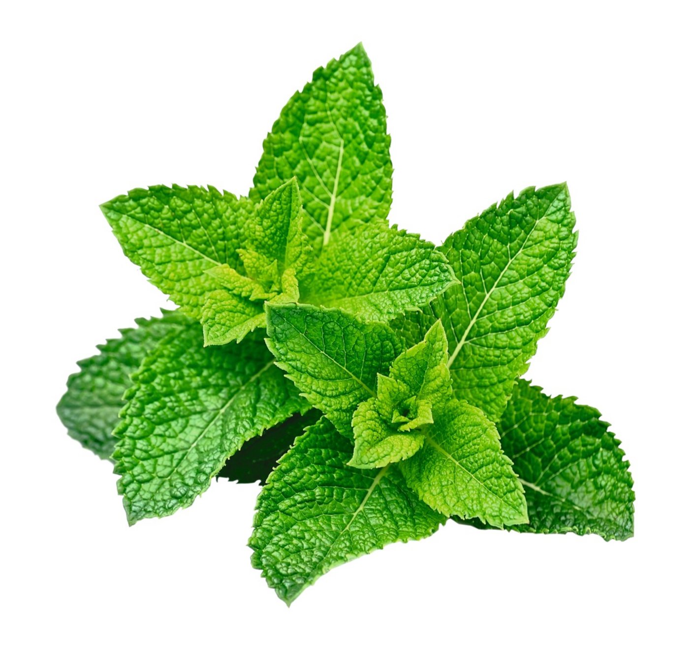 Pfefferminze – Mentha x piperita – Die Pfefferminze kühlt von innen und aussen. Man kann damit zum Beispiel ein kühlendes Euter-Gel herstellen.
