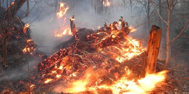 Der Brand war am Nachmittag in unwegsamem Gebiet ausgebrochen. (Symbolbild Kapo SZ)