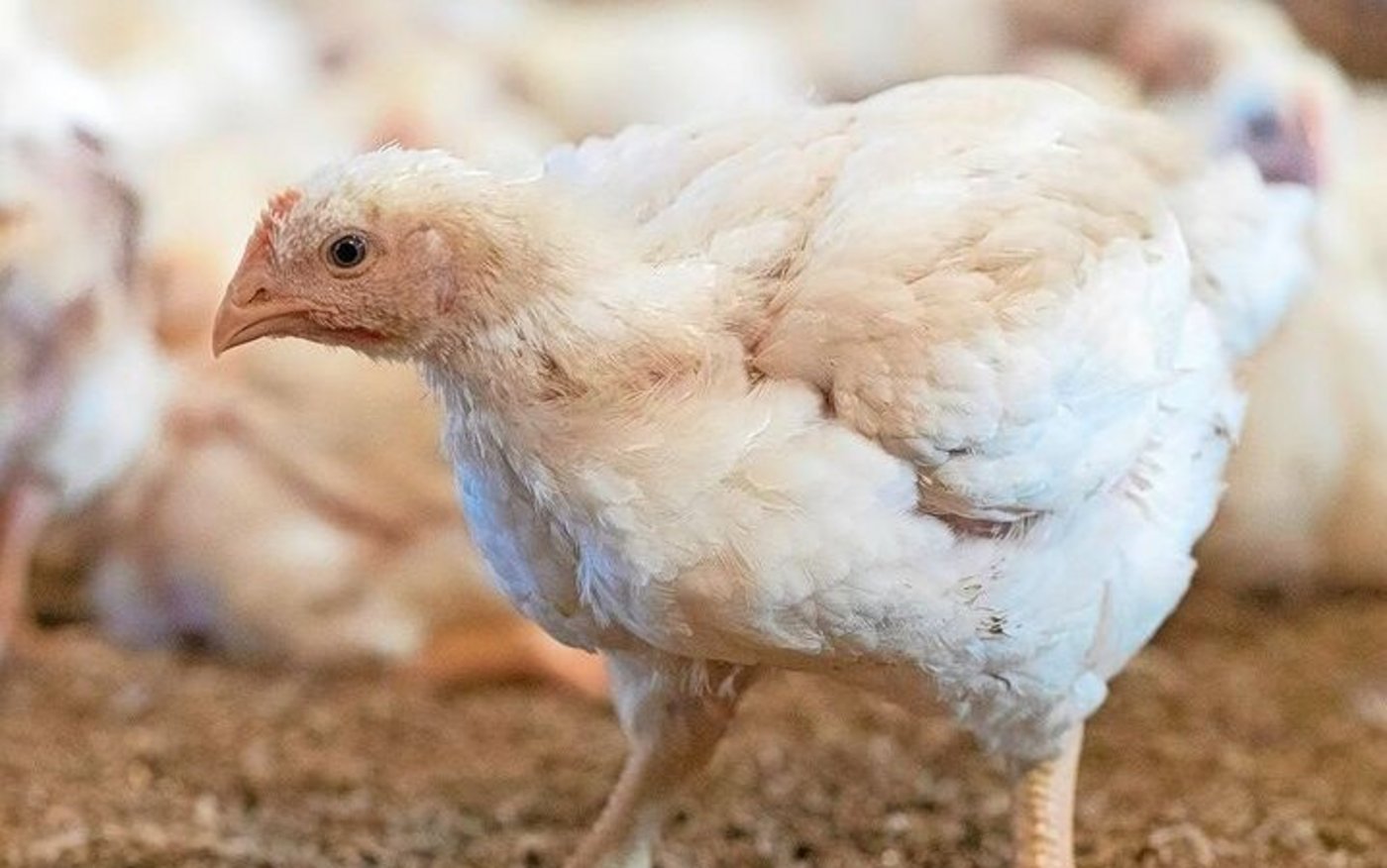 Poulet ist gefragt. Micarna will bauen und steht, wie die Produzenten auch, bei der Umsetzung an.