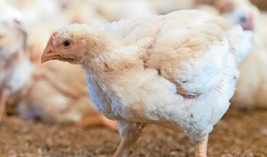 Poulet ist gefragt. Micarna will bauen und steht, wie die Produzenten auch, bei der Umsetzung an.