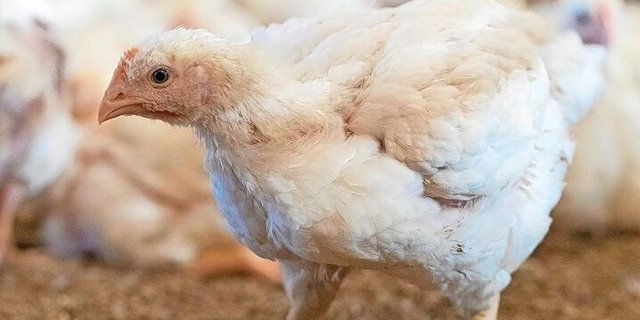 Poulet ist gefragt. Micarna will bauen und steht, wie die Produzenten auch, bei der Umsetzung an.