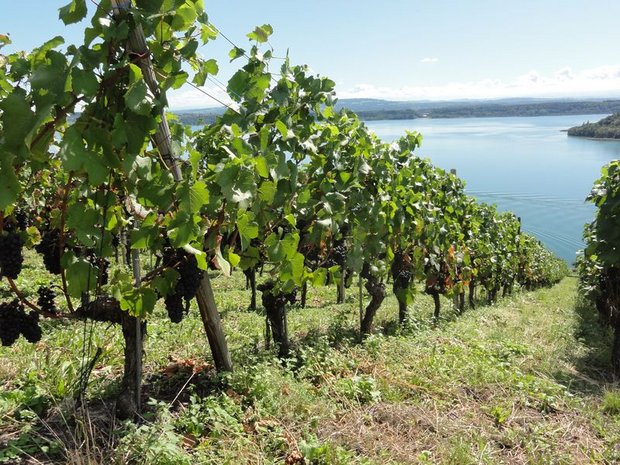 In der Schweiz gibt es rund 147 Quadratkilometer Rebberge auf denen vor allem zwei Haupttraubensorten – roter Blauburgunder und weisser Chasselas – angebaut werden. (Bild ji)