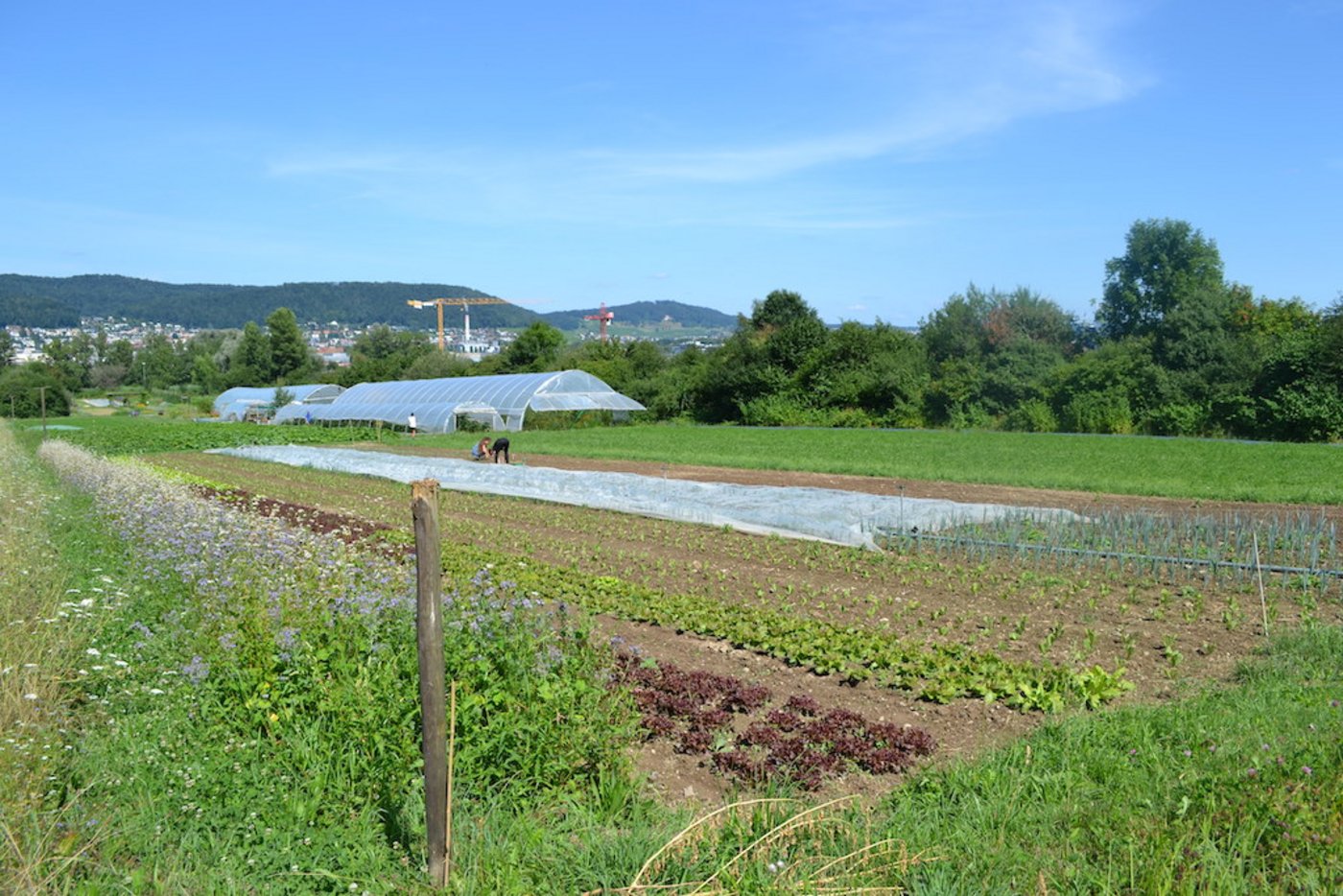 Besonders in städtischen Gebieten besteht ein grosses Interesse an freiwilliger Mitarbeit. So können Konsumentinnen und Konsumenten ihr möglicherweise romantisiertes Bild von der Landwirtschaft revidieren. (Bild jsc)