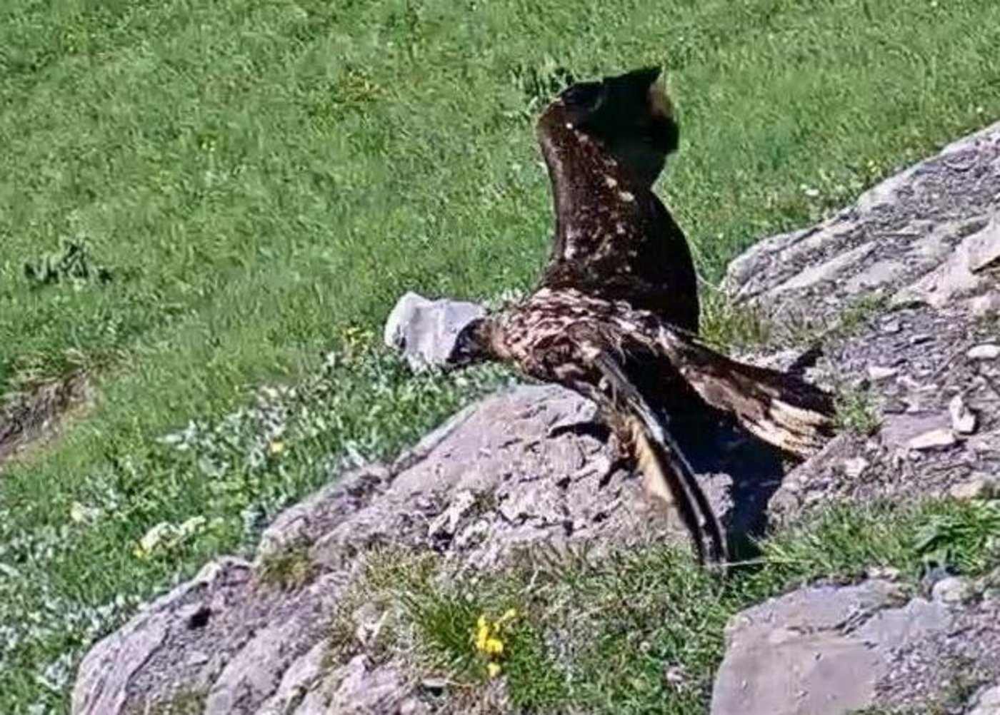 Das Bartgeierweibchen ist von einer Böhe erfasst worden und stürzte in die Tiefe. (Screenshot srf)
