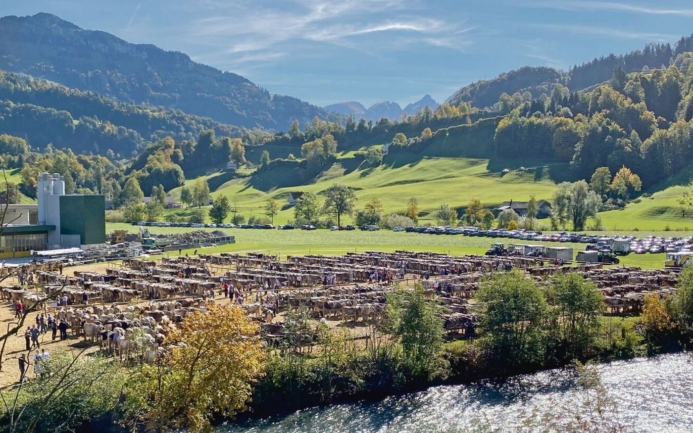 Blick über das Flüsschen Thur auf den Viehschauplatz von Nesslau. Ein Bild wird dem Anblick kaum gerecht.
