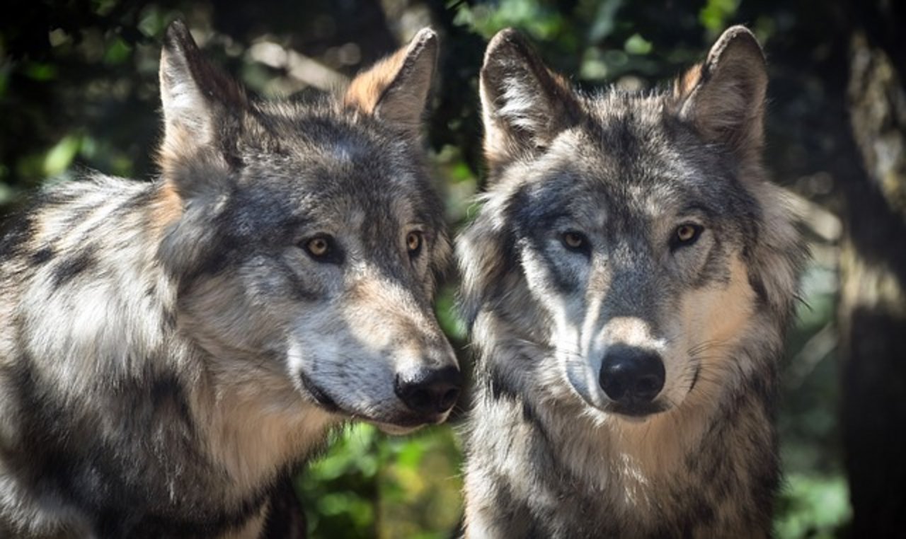 Zwei Wölfe wurden im Wallis zum Abschuss freigegeben. (Symbolbild Pixabay)