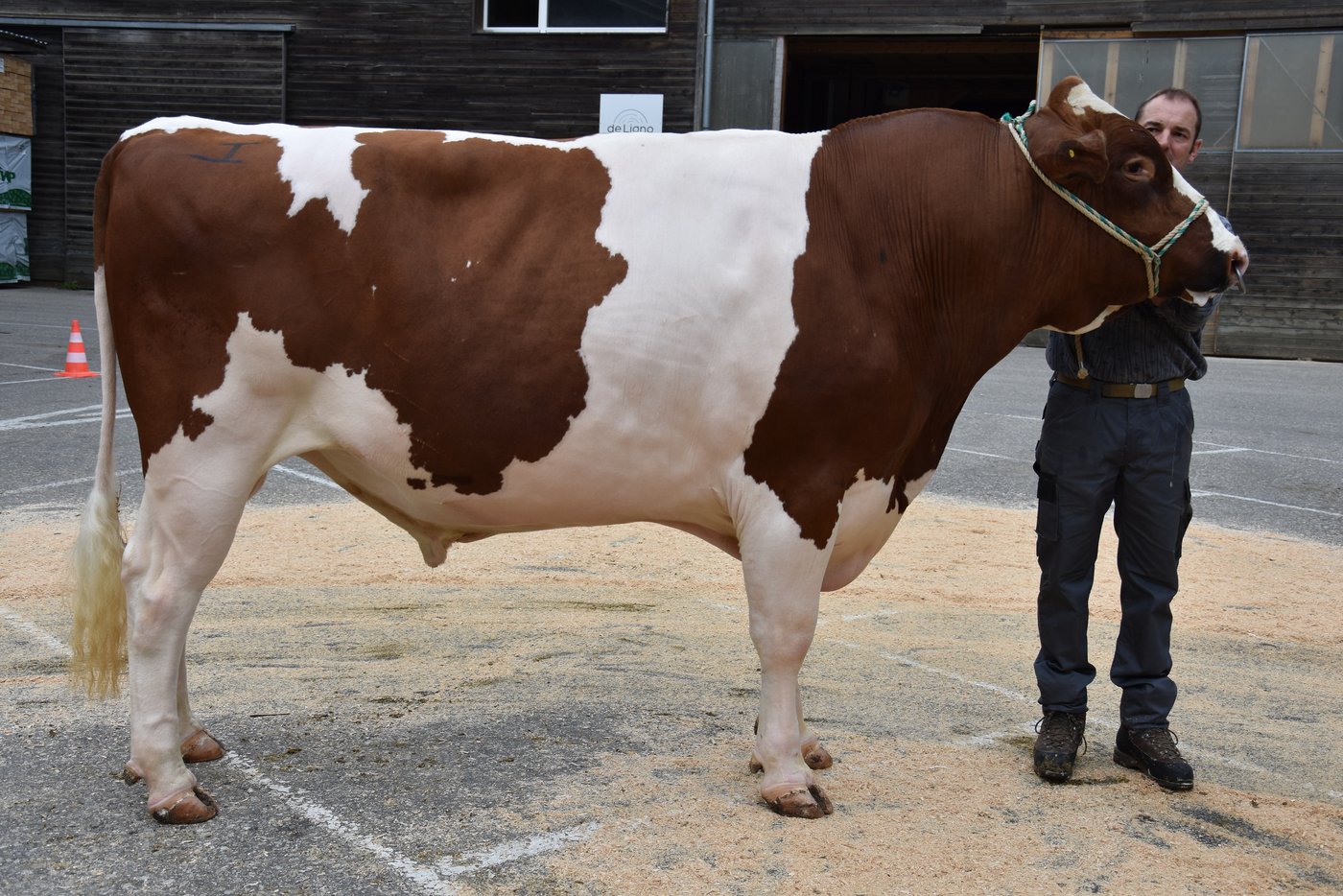 Bei den Red Holstein/Holstein hatte am Schluss Jotan Wotan von Martin und Andrea Jaquemet aus Hasle-Rüegsau BE die Nase vorne.
