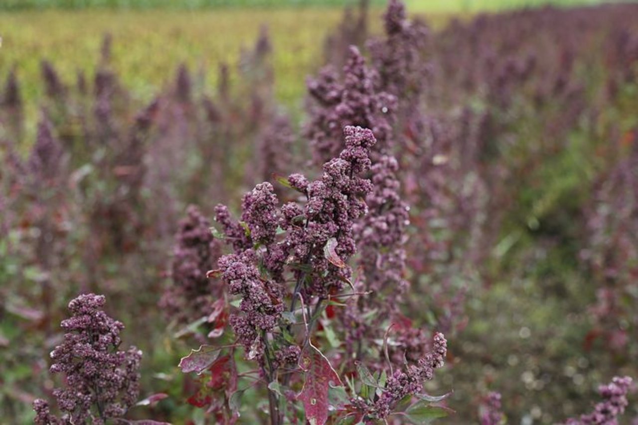 Quinoa kommt ursprünglich aus den Anden. Als Superfood findet die nährstoffreiche Pflanze sehr viel Interesse. (Bild Pixabay)