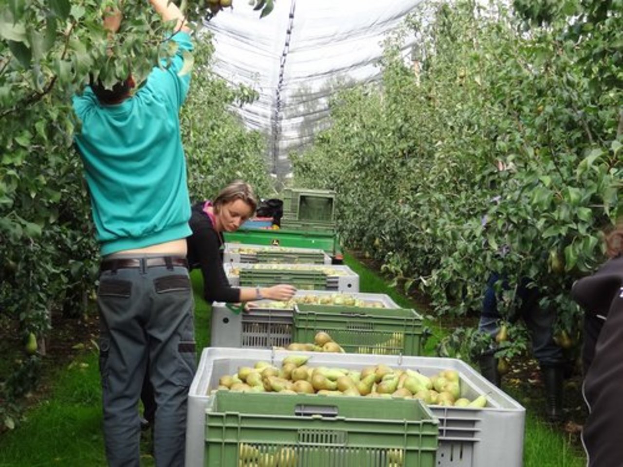 Der Schweizer Obstverband ist gegen die Ecopop-Initiative. (Bild: lid)