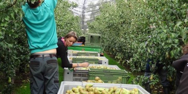 Der Schweizer Obstverband ist gegen die Ecopop-Initiative. (Bild: lid)