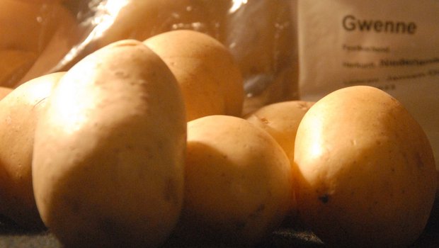 «Gwenne» heisst die Kartoffelsorte, die aus Holland importiert werden muss, weil der Anbau in der Schweiz im letzten Jahr nicht mit der unerwartet guten Nachfrage Schritthalten konnte. Der Anbau in der Schweiz soll im nächsten Jahr noch weiter ausgebaut werden.(Bild hja) 