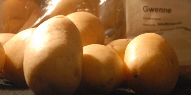 «Gwenne» heisst die Kartoffelsorte, die aus Holland importiert werden muss, weil der Anbau in der Schweiz im letzten Jahr nicht mit der unerwartet guten Nachfrage Schritthalten konnte. Der Anbau in der Schweiz soll im nächsten Jahr noch weiter ausgebaut werden.(Bild hja) 